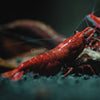 Bloody Mary Dwarf Shrimp 10+ Pack