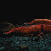 Bloody Mary Dwarf Shrimp 10+ Pack