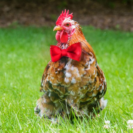 Bow Tie for No-Crow Rooster Collar