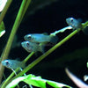 Norman's Lampeye Killifish 6x