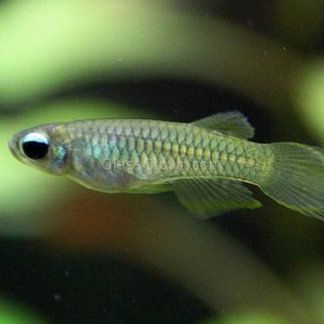 Norman's Lampeye Killifish 6x