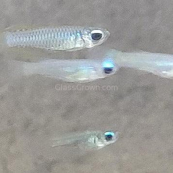 Norman's Lampeye Killifish 6x