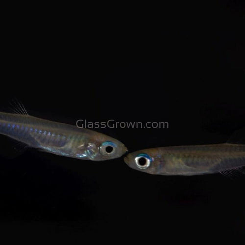 Norman's Lampeye Killifish 6x