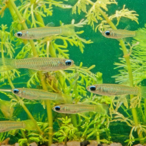 Norman's Lampeye Killifish 6x