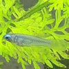 Norman's Lampeye Killifish 6x