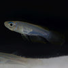 Norman's Lampeye Killifish 6x