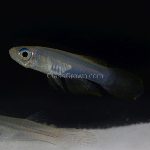 Norman's Lampeye Killifish 6x