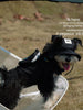 Black Dog Backpack Harness and Hat Set
