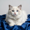 Silver Sparkle Pet Necklace Gift Box Set