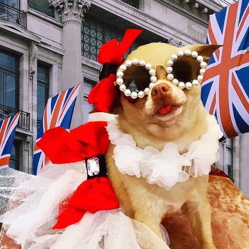 Pearl Round Pet Sunglasses for Dogs and Cats