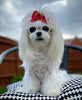 Pearl Round Pet Sunglasses for Dogs and Cats