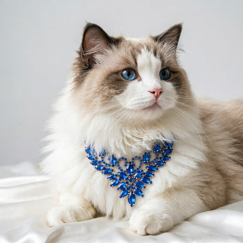 Statement Pet Necklace Gift Box Set