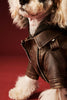 Aviator Pup Dog Leather Jacket