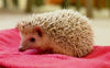 Hedgehog