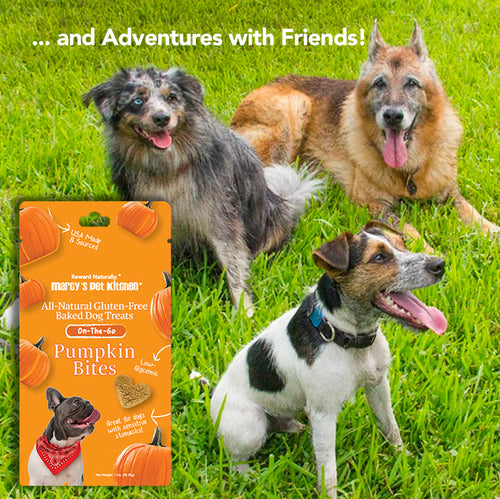 Marcy's Pet Kitchen® - 'On-The-Go' All-Natural, Vegan Pumpkin Biscuit 1oz