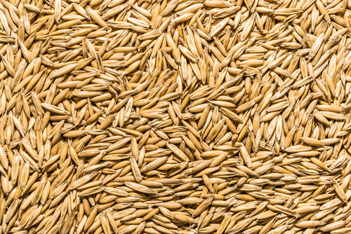 4 Seed Sample Pack - Wheat, Oat, Rye, Barley