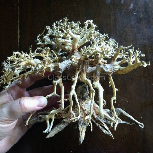 Octopus Bonsai Wood Nano Size 6