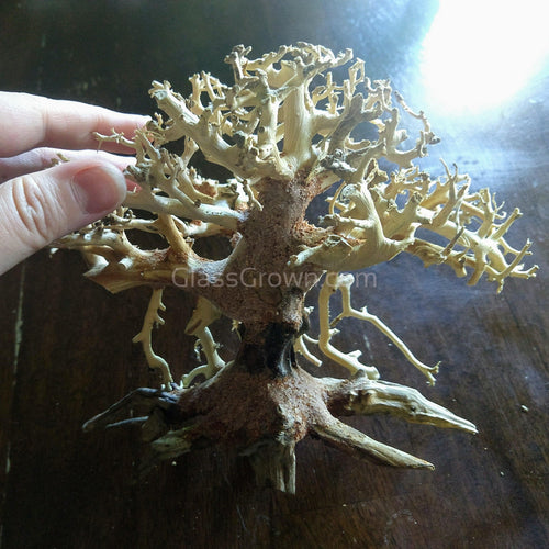 Octopus Bonsai Wood Nano Size 6
