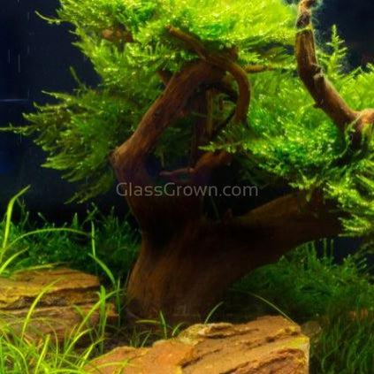 Octopus Bonsai Wood Nano Size 6