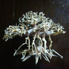 Octopus Bonsai Wood Nano Size 6