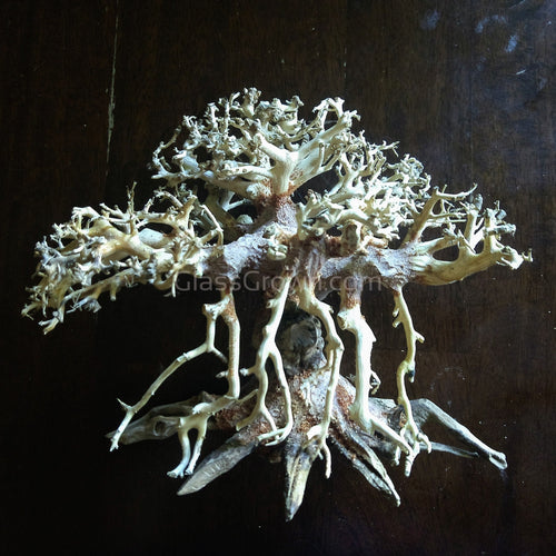 Octopus Bonsai Wood Nano Size 6