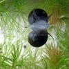 Olive Nerite Snail 3 Pack