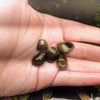 Olive Nerite Snail 3 Pack