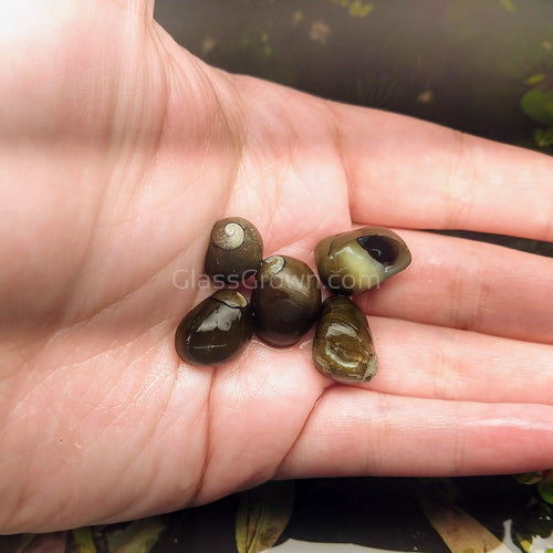 Olive Nerite Snail 3 Pack