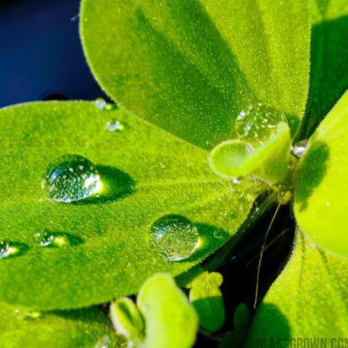 One Cup of Mixed Floaters