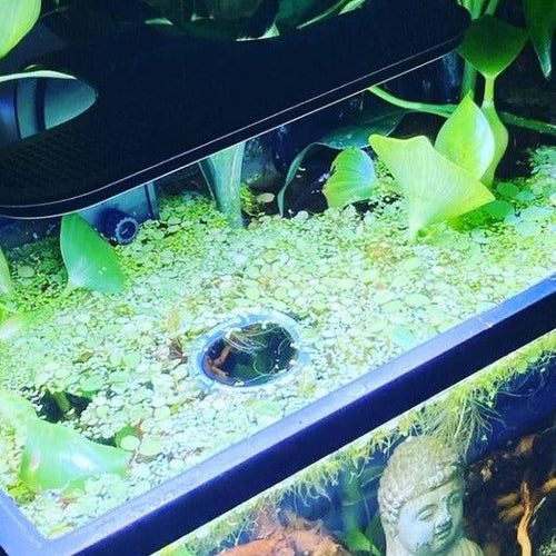 One Cup of Mixed Floaters