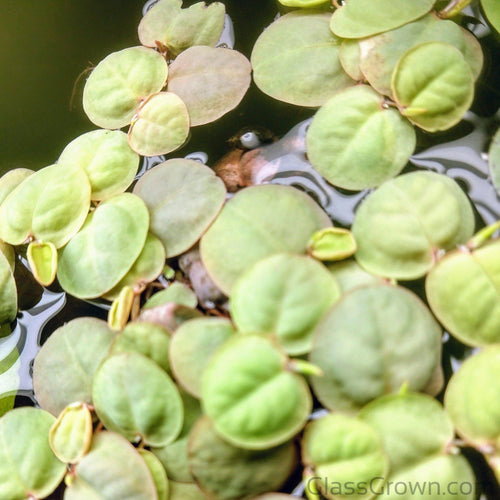One Cup of Mixed Floaters