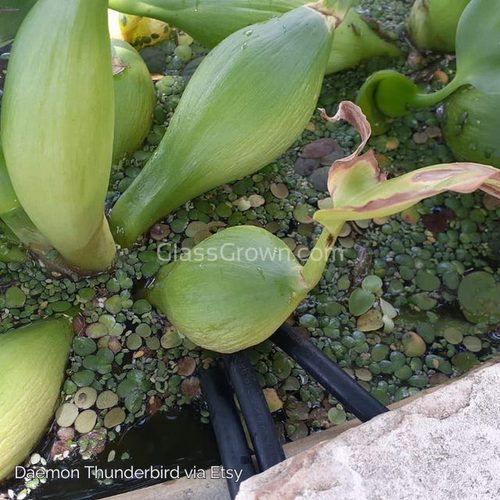 One Cup of Mixed Floaters