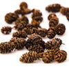 Organic Alder Cones