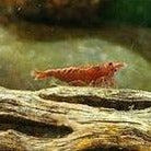 Organic Cholla Wood Logs