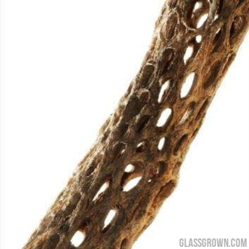 Organic Cholla Wood Logs