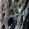 Organic Cholla Wood Logs