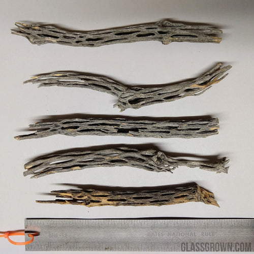 Organic Cholla Wood Logs