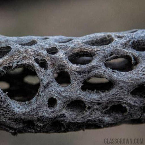 Organic Cholla Wood Logs