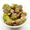 Red Root Floaters 4 oz portion