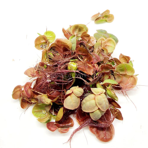 Red Root Floaters 4 oz portion