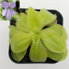 Pinguicula moranensis var. alba x elizabethiae