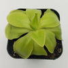 Pinguicula moranensis var. alba x elizabethiae