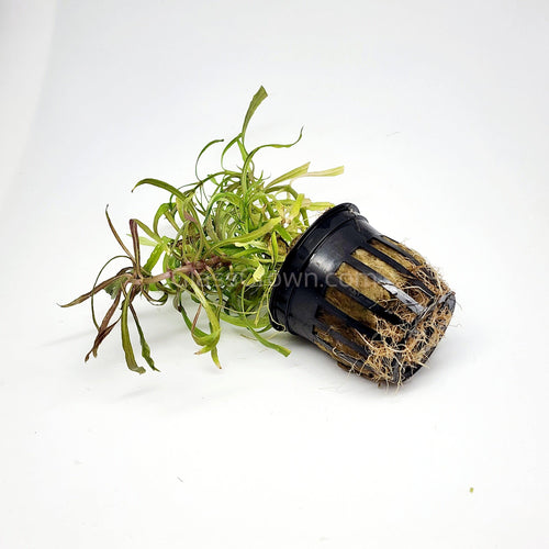 Potted Pogostemon Stellatus 'Octopus'