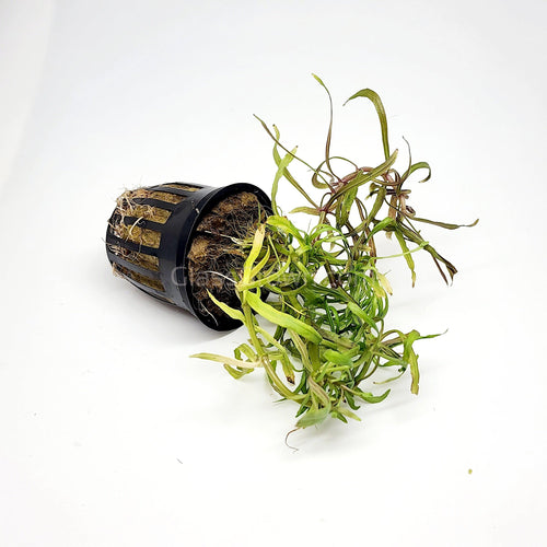 Potted Pogostemon Stellatus 'Octopus'