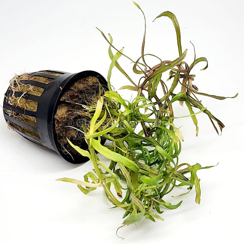 Potted Pogostemon Stellatus 'Octopus'