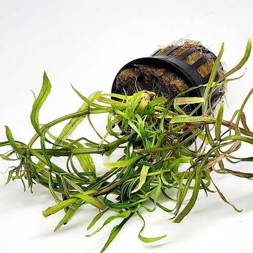 Potted Pogostemon Stellatus 'Octopus'