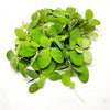 Dwarf Water Lettuce 4 oz portion
