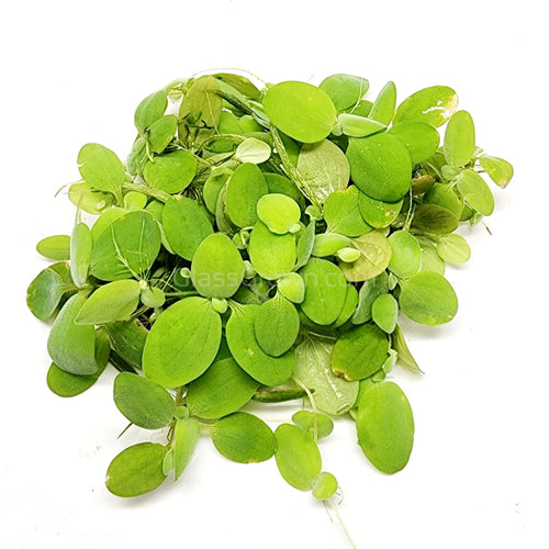 Dwarf Water Lettuce 4 oz portion