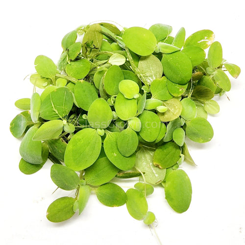 Dwarf Water Lettuce 4 oz portion