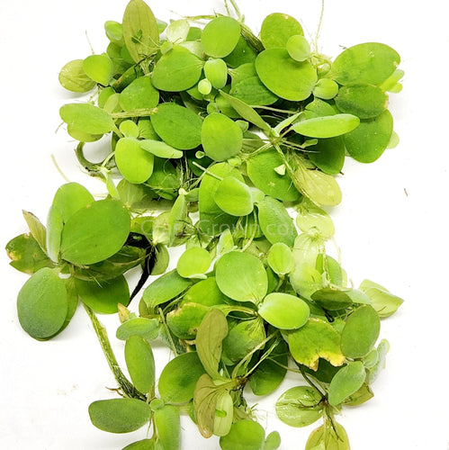 Dwarf Water Lettuce 4 oz portion
